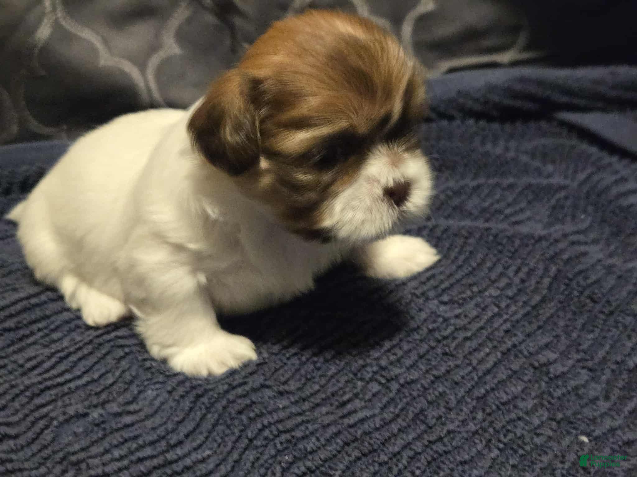 Shih Tzu dogs Bella - Ad 34
