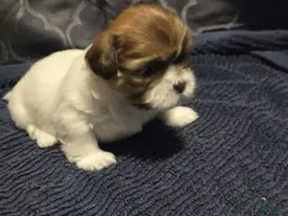 Shih Tzu dogs Bella - Ad 34