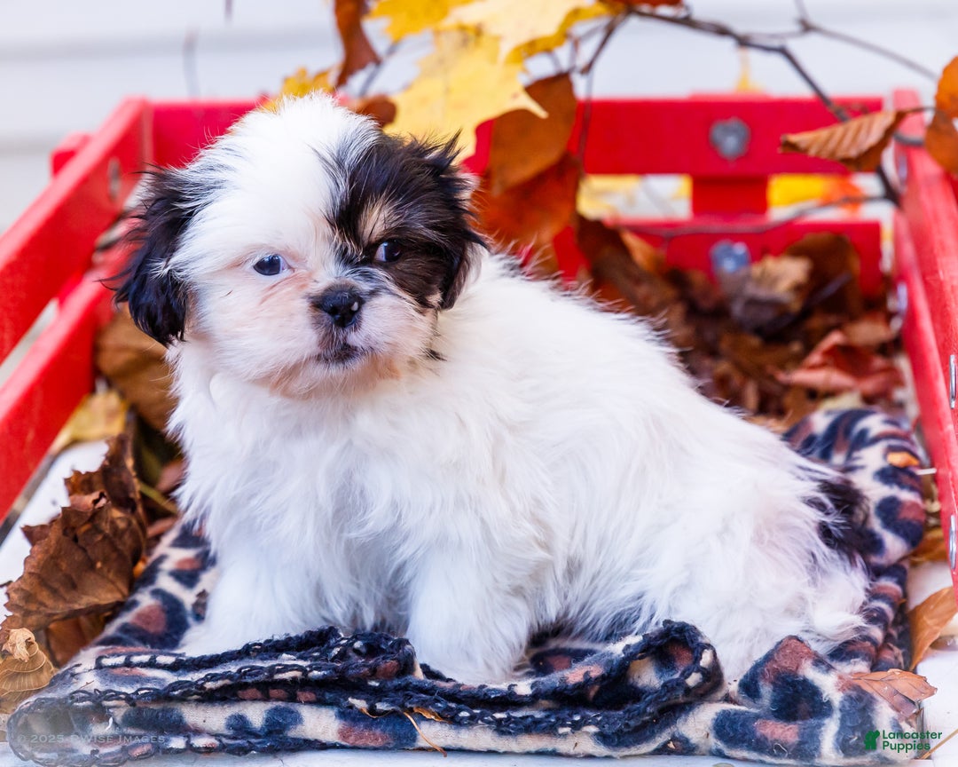 Shih Tzu dogs for sale: Lanceton - Ad 2