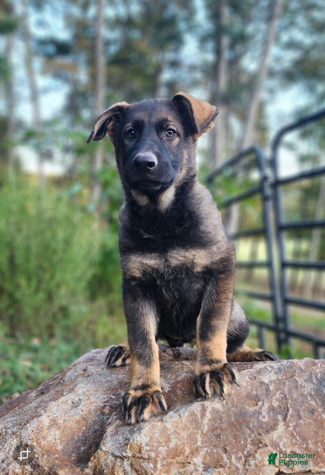 Labradoodle German Shepherd Mix Shepadoodle Dog Breed Health And