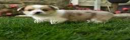 Welsh Corgi Pembroke dogs for sale: Molly - Ad 3