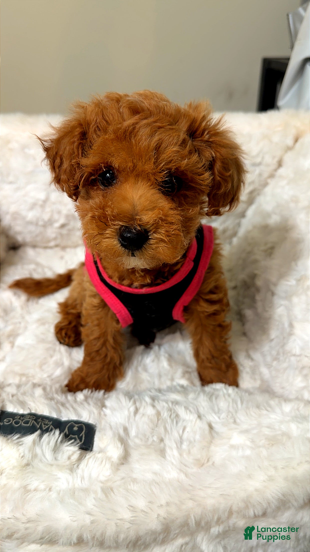 Toy Poodle dogs Zara  - Ad 1