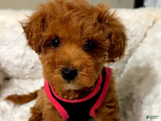 Toy Poodle dogs Zara - Ad 5