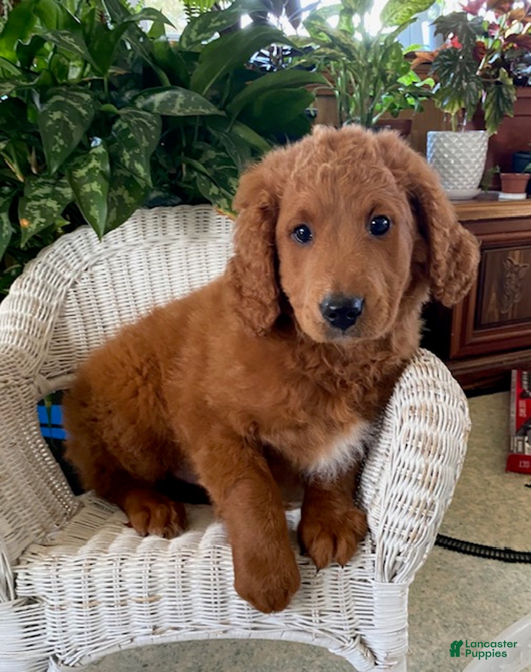 Goldendoodle dogs for sale: Gus - Ad 1