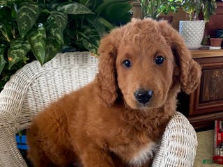 Goldendoodle dogs Gus - Ad 26
