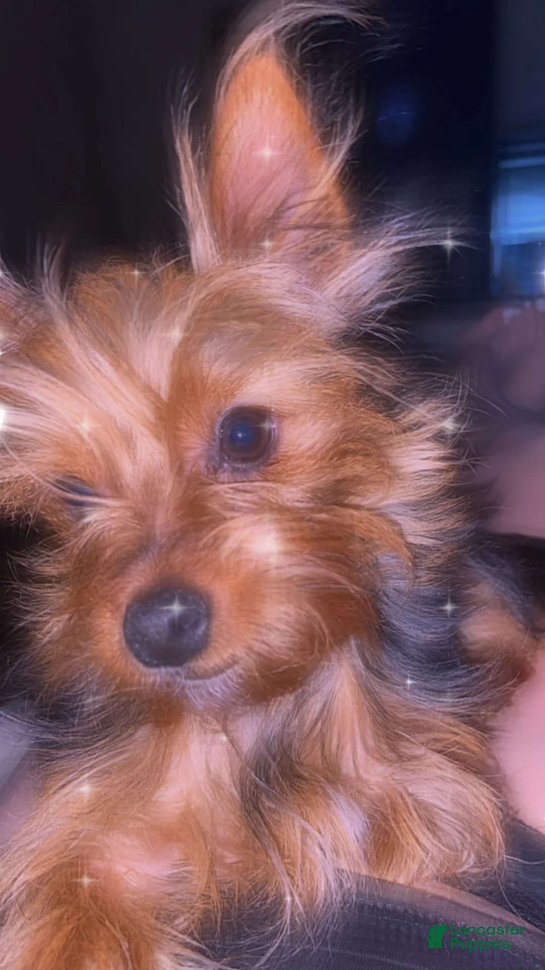 Yorkiepoo dogs for sale: Yorkiepoo Puppy 2 - Ad 5