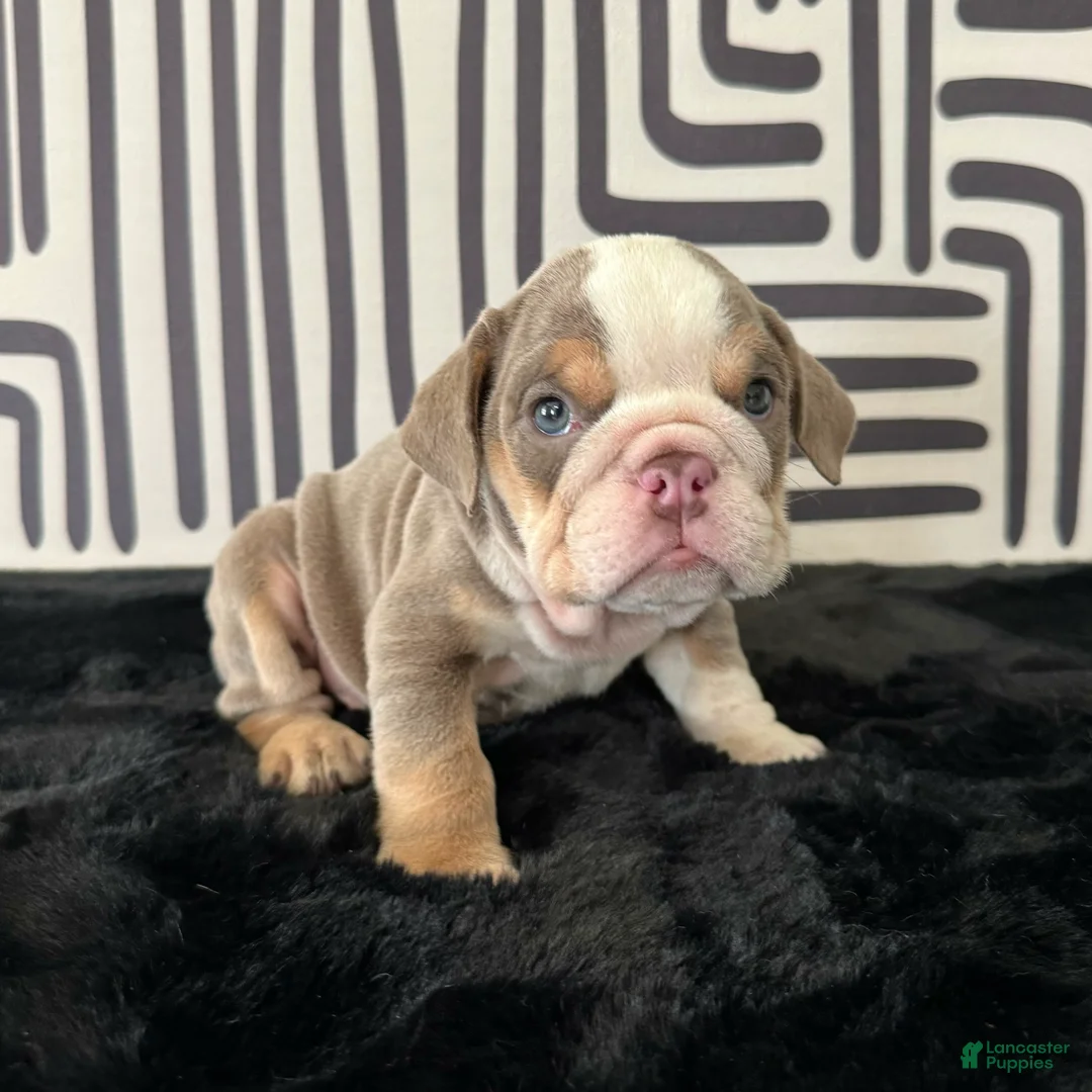 English Bulldog dogs for sale: Frida - Ad 6