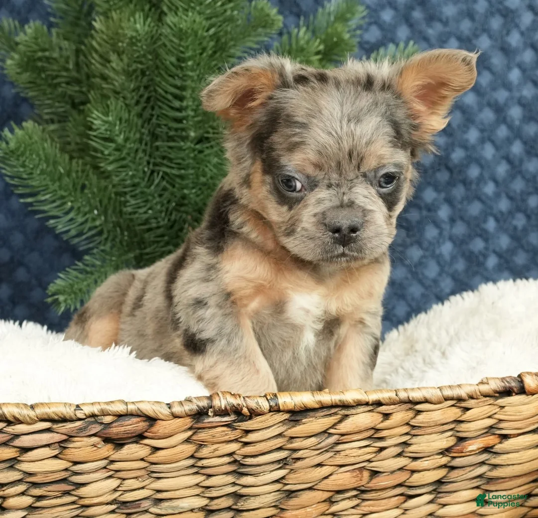 French Bulldog dogs for sale: Abel - Ad 4