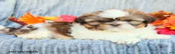 Shih Tzu dogs for sale: Cinnamon - Ad 5