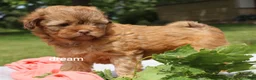 Shihpoo dogs for sale: Sage - Ad 2