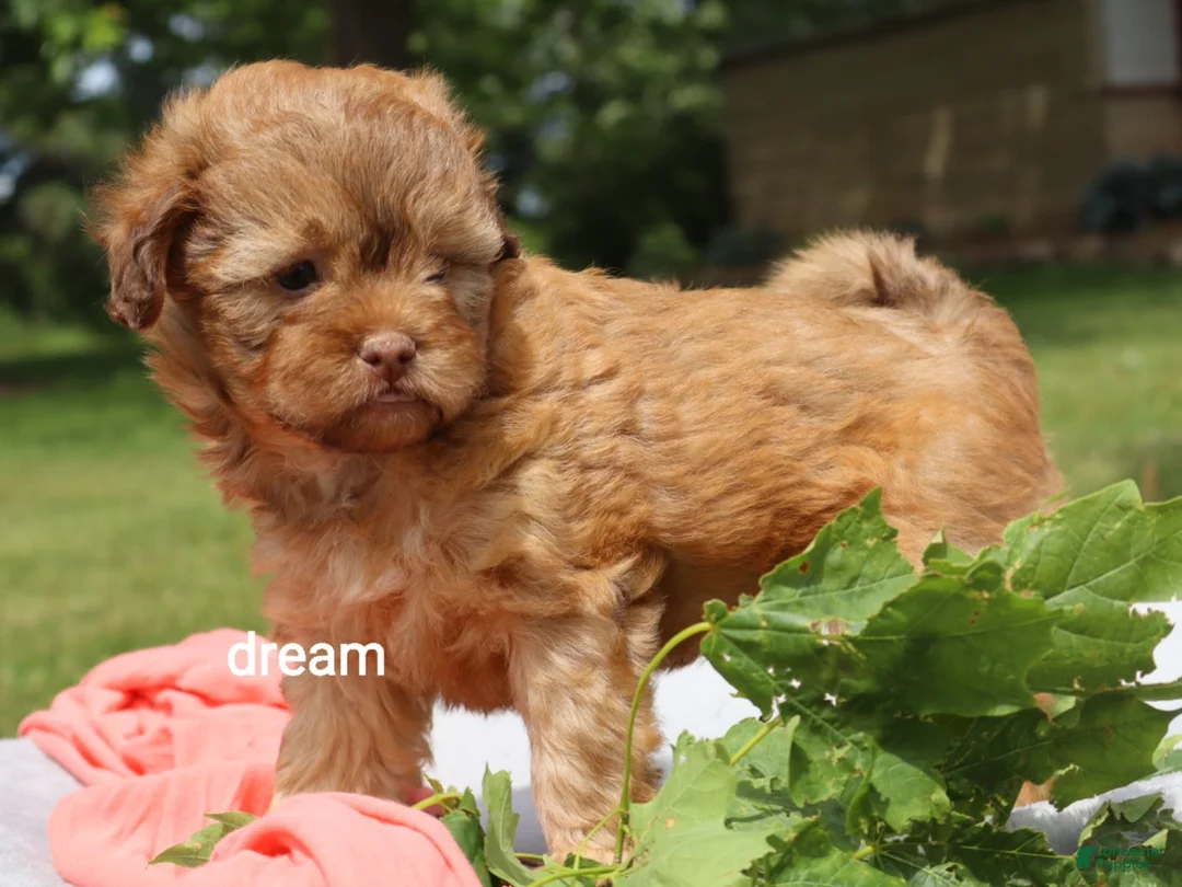 Shihpoo dogs for sale: Sage - Ad 2