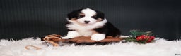 Miniature Australian Shepherd dogs for sale: Domino - Ad 2