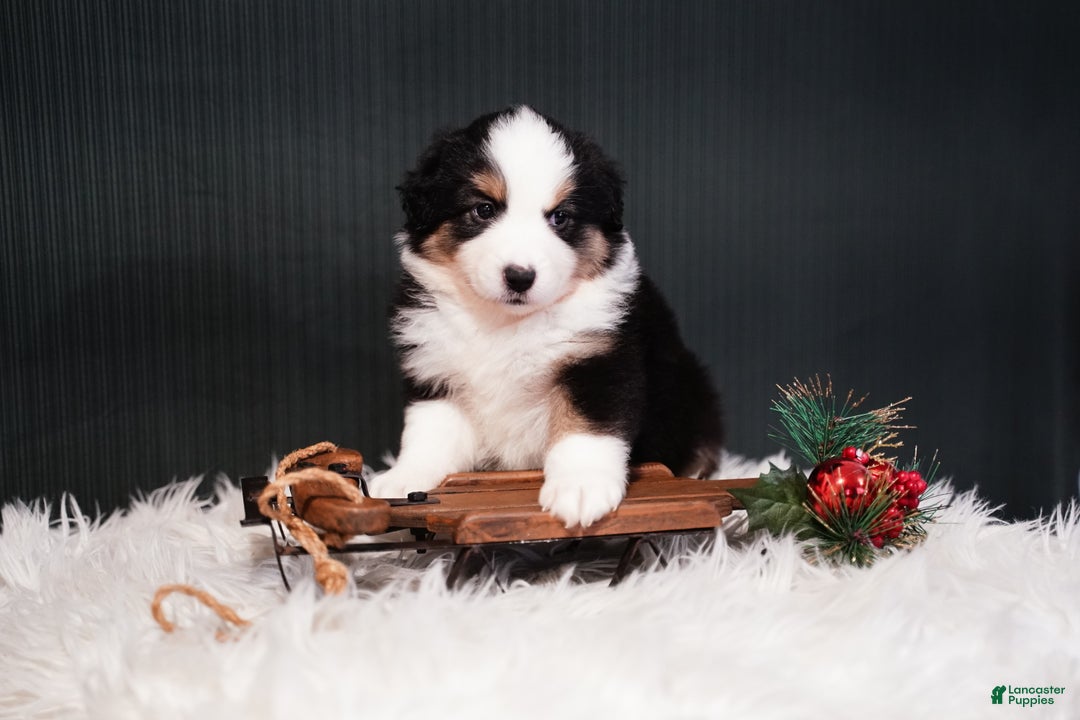 Miniature Australian Shepherd dogs for sale: Domino - Ad 2