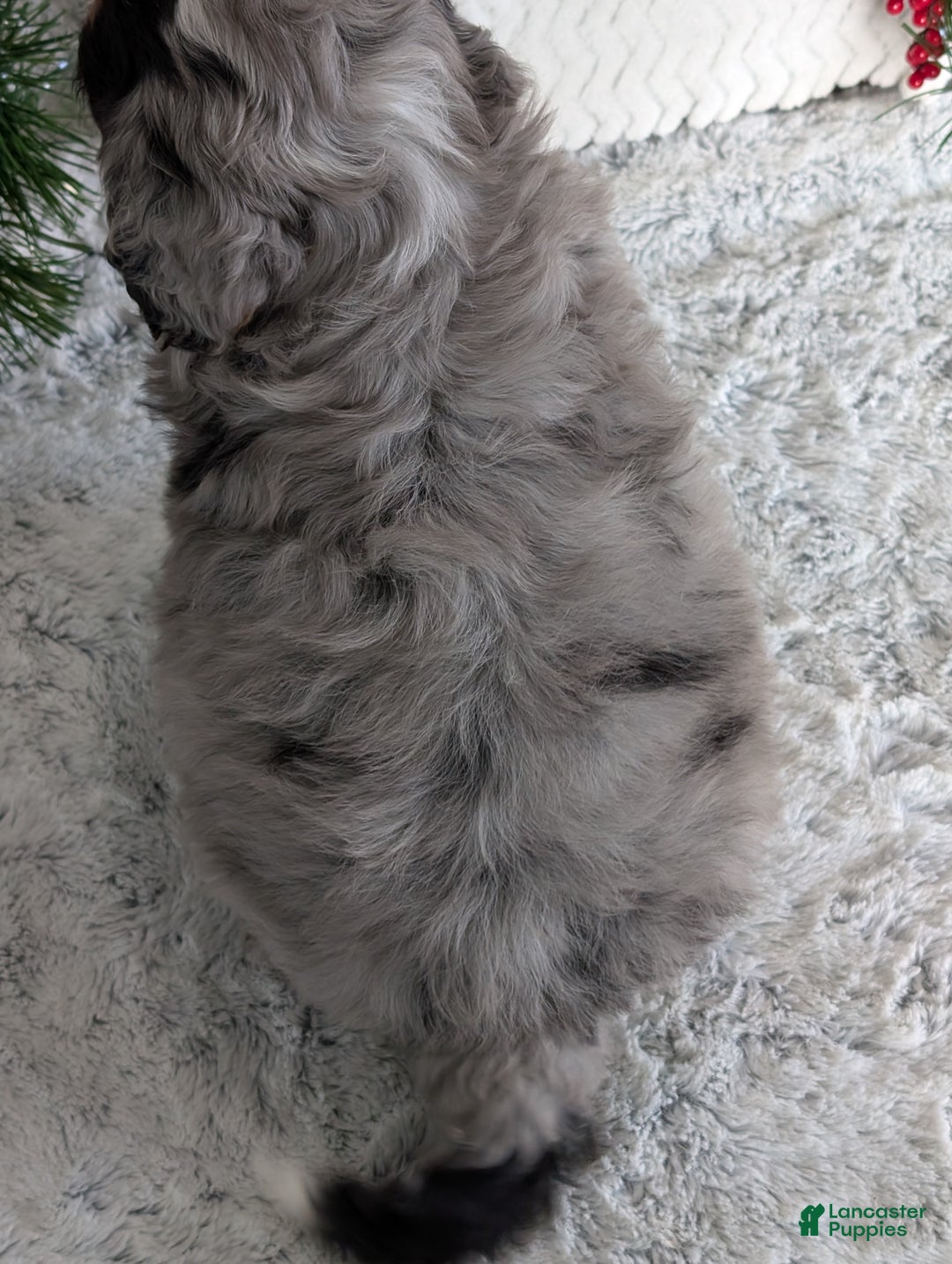 Mini Bernedoodle dogs for sale: Mini River - Ad 30