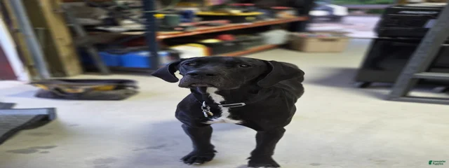 Diesel