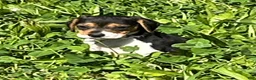 Beagle dogs for sale: Beagle 2 - Ad 7