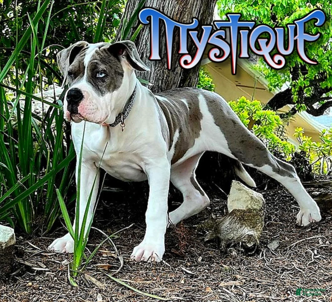 Mixed Breed dogs for sale: "WOLVERINE" WHITE MERLE - Ad 9