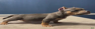 TONKA