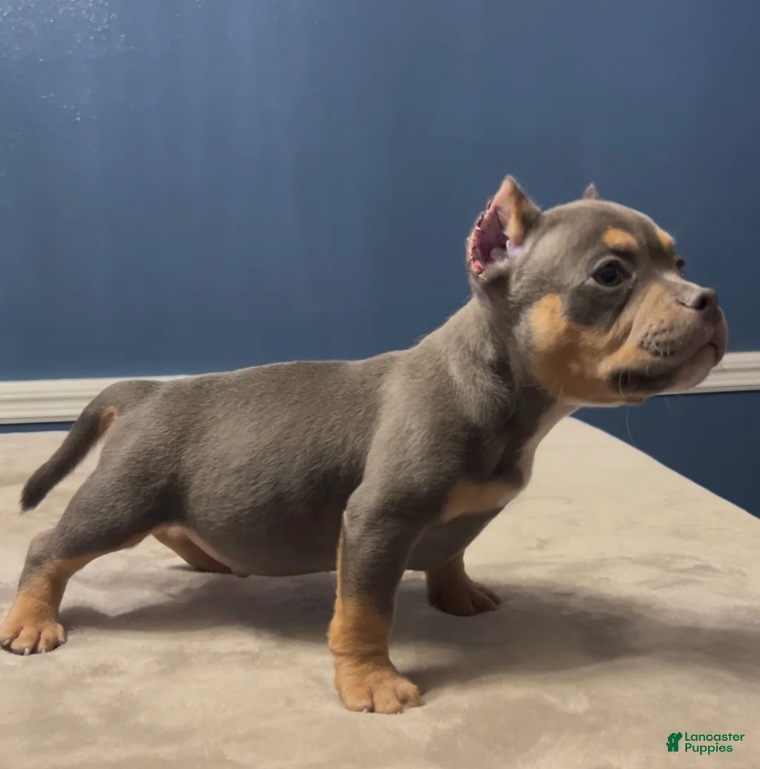 American Bully dogs for sale: TONKA - Ad 1