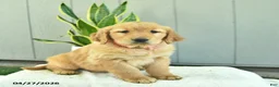 Golden Retriever dogs for sale: Nutmeg  - Ad 4