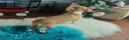 Chihuahua dogs for sale: Nationwide delivery. Popcorn boy red - Ad 8