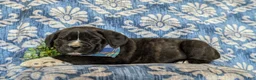 Cane Corso dogs for sale: Cane Corso Puppy 1 - Ad 4