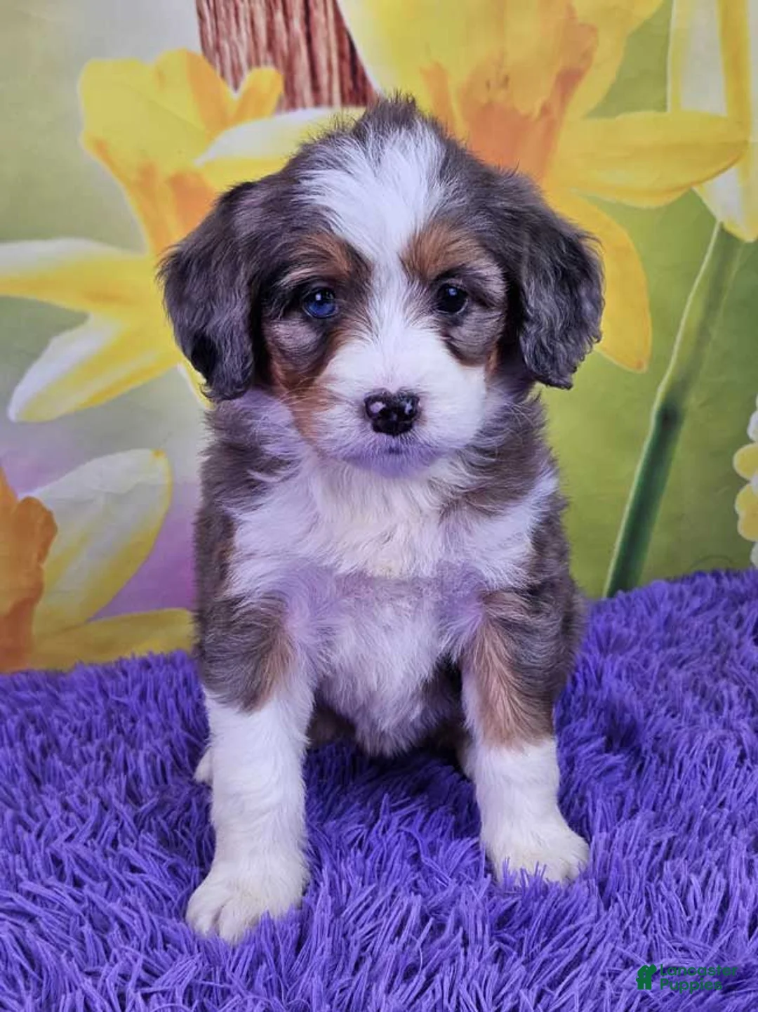 Mini Bernedoodle dogs for sale: Britni - Ad 1