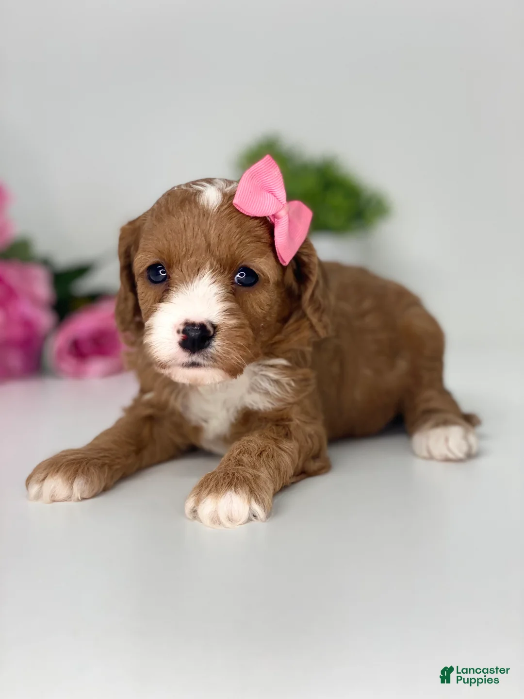 Cavapoo dogs for sale: Kathy - Ad 1