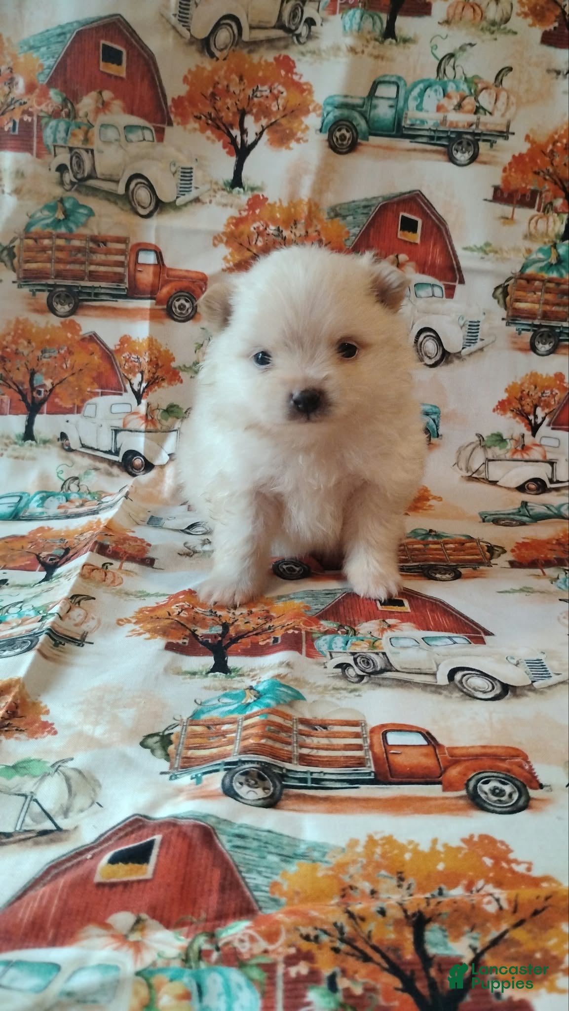 Pomeranian