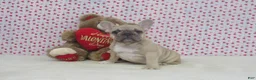 French Bulldog dogs for sale: AKC Nutmeg - Ad 4