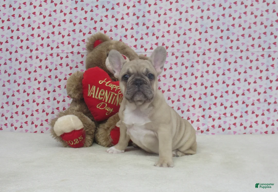 French Bulldog dogs for sale: AKC Nutmeg - Ad 4