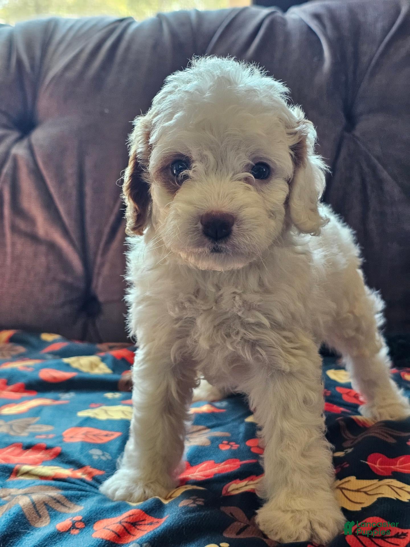 Cavapoo dogs Cavapoo 4 - Ad 1