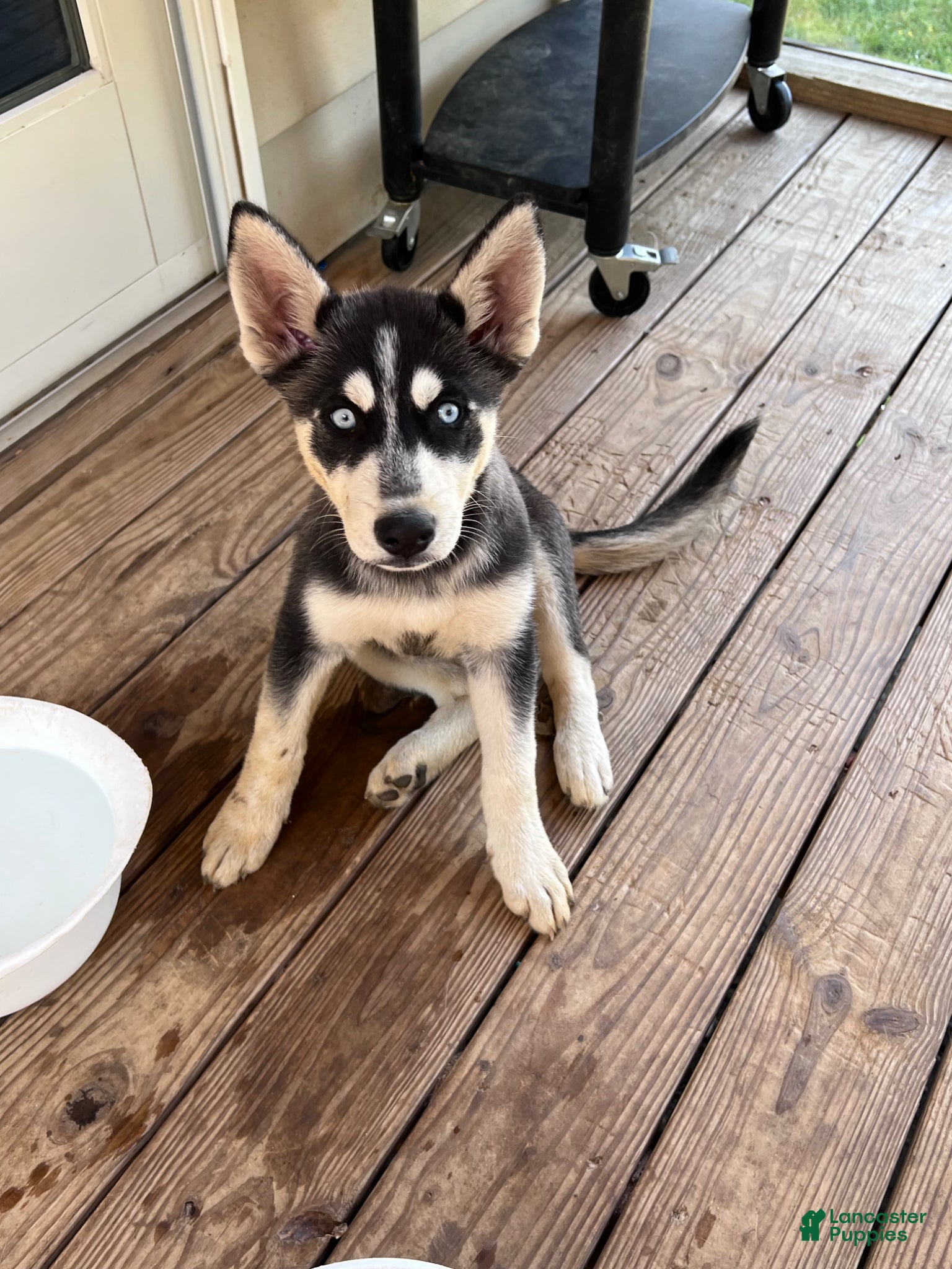 Gerberian Shepsky dogs Gerberian Shepsky Puppy 1 - Ad 1