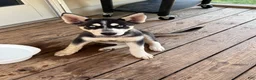 Gerberian Shepsky dogs for sale: Gerberian Shepsky Puppy 1 - Ad 1