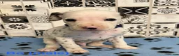 Dalmatian dogs for sale: Bo - Ad 3