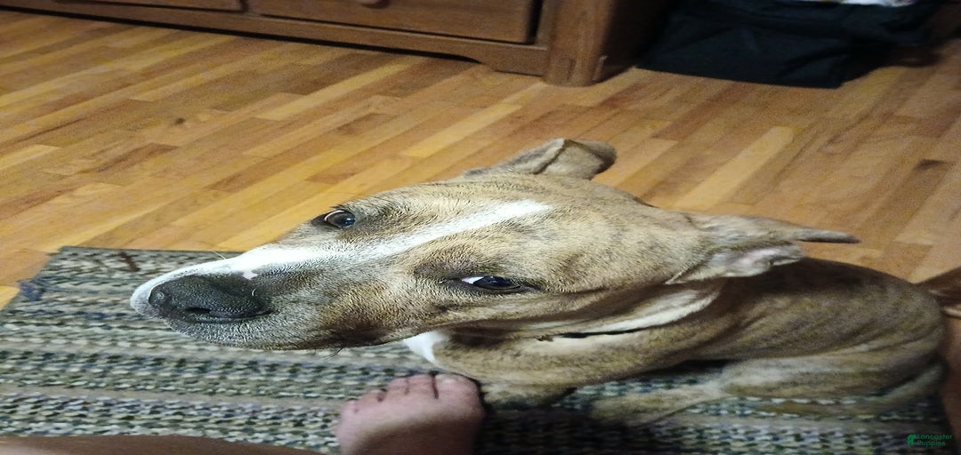 Gallery Image {{count}}