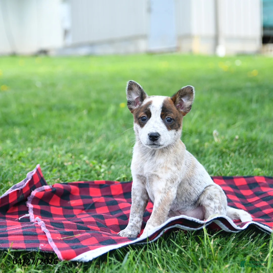 Australian Cattle Dog dogs for sale: Ruby - Ad 1