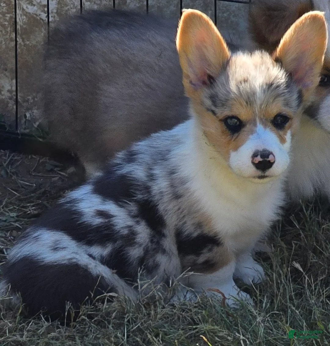 Welsh Corgi Pembroke dogs for sale: Stunning Stanley  - Ad 1