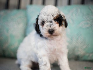 Miniature Poodle dogs - Ad 29