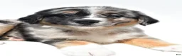 Australian Shepherd dogs for sale: Max - Ad 2