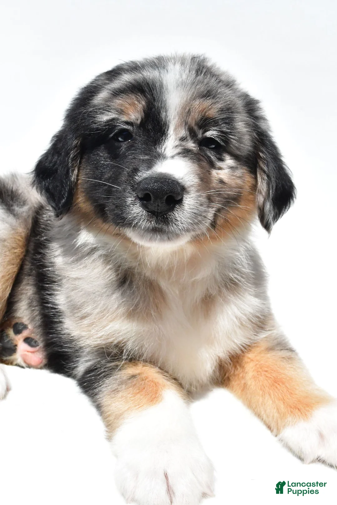 Australian Shepherd dogs for sale: Max - Ad 2