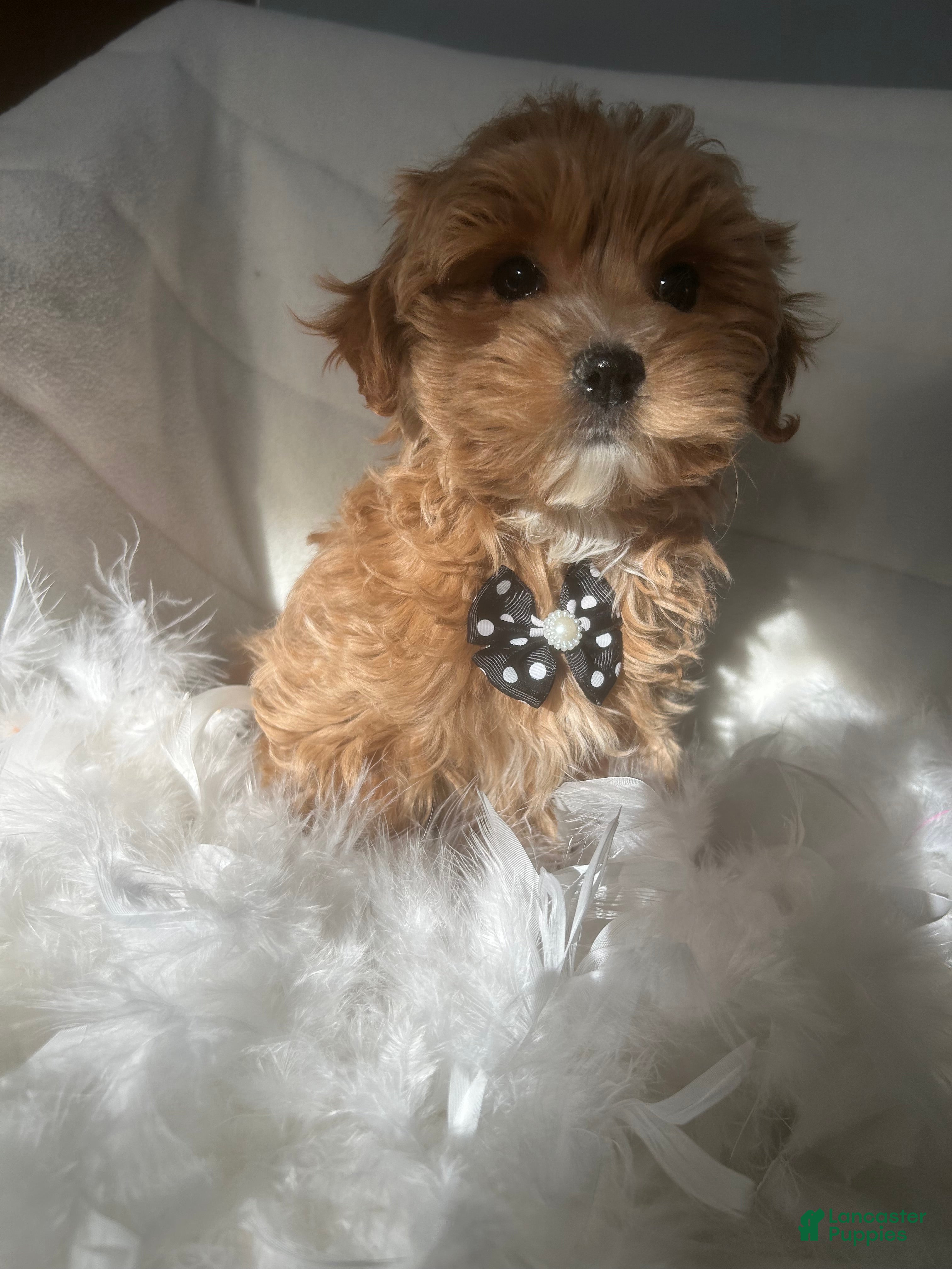 Mixed Breed dogs Brownie  - Ad 18