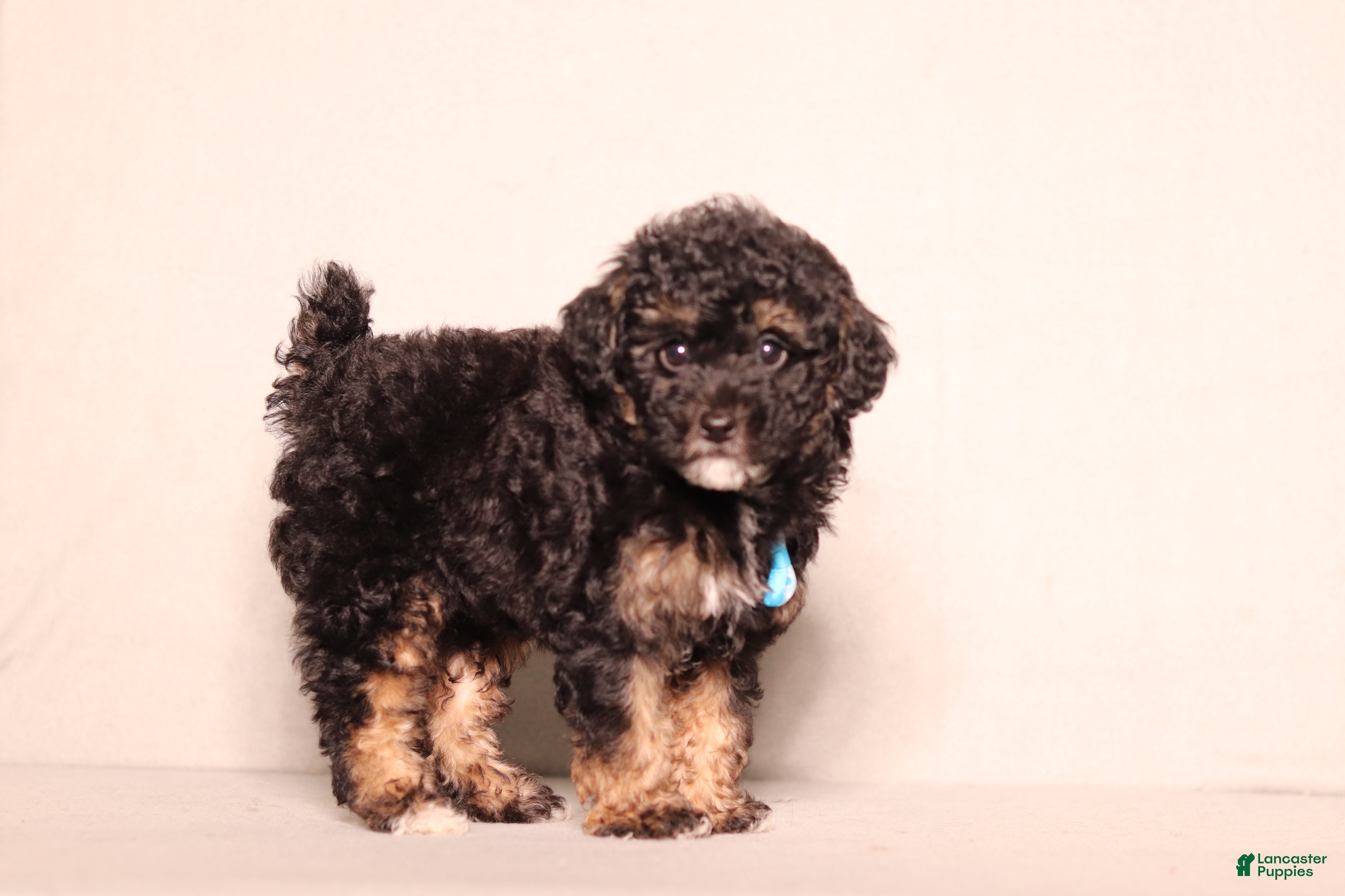 Miniature Poodle dogs Axcel - Ad 2