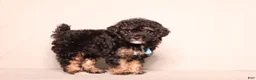 Miniature Poodle dogs for sale: Axcel - Ad 2
