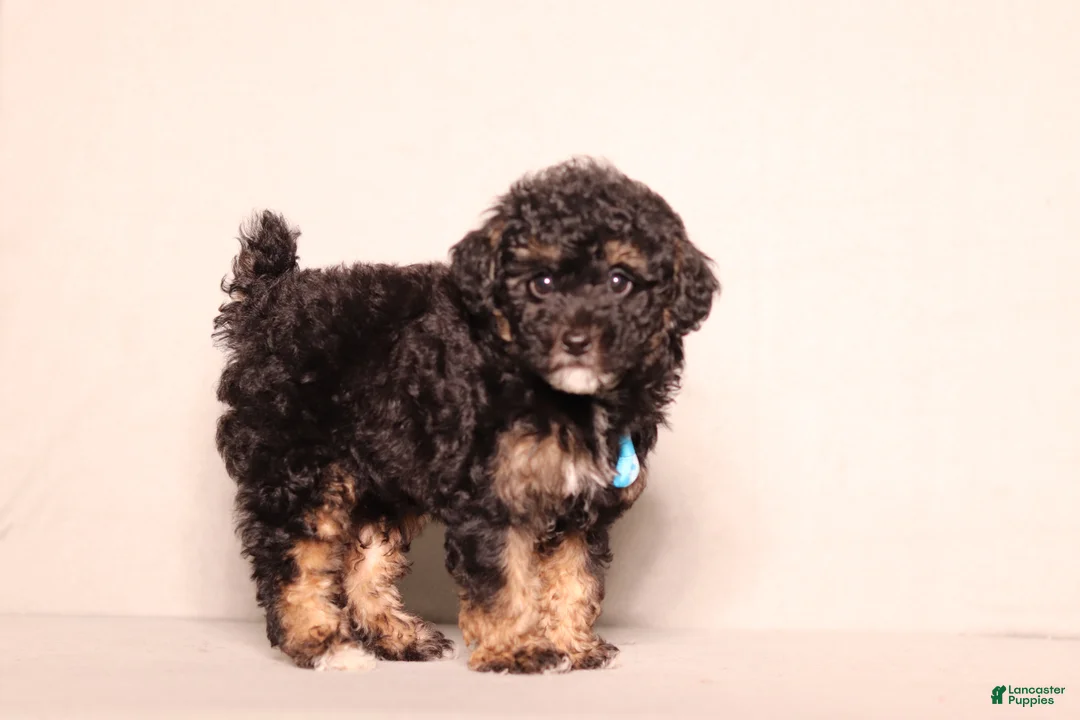 Miniature Poodle dogs for sale: Axcel - Ad 2