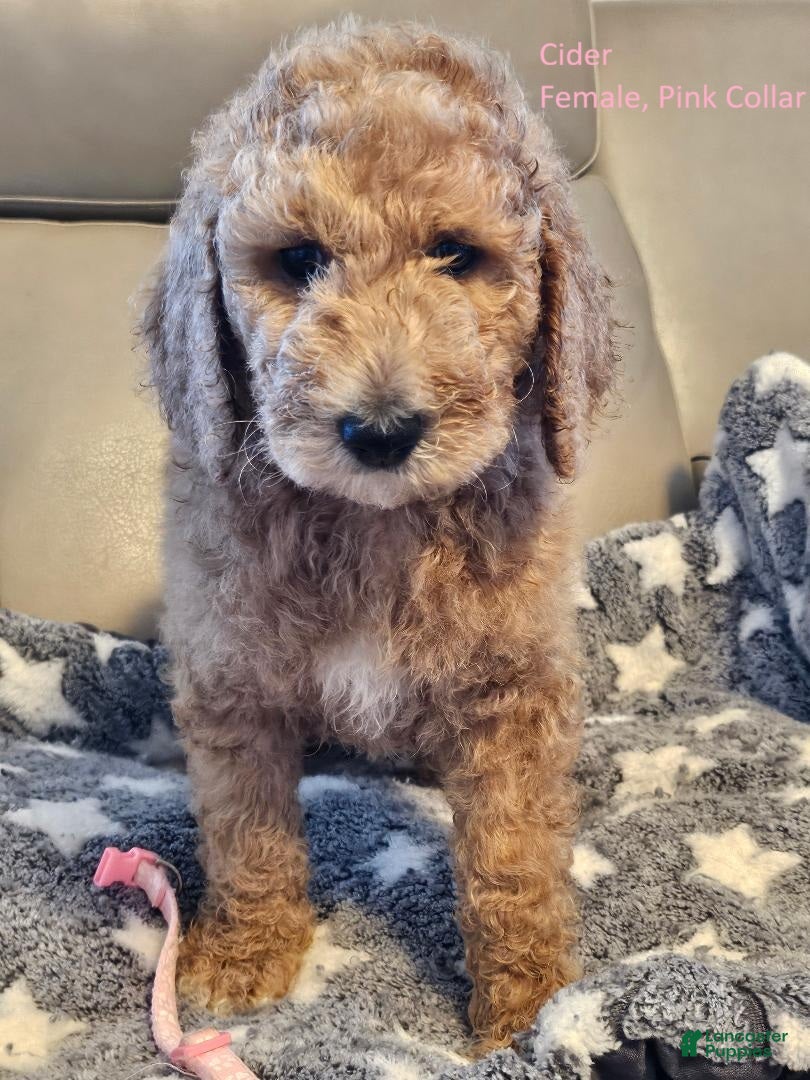 Goldendoodle dogs Goldendoodle Puppy 7 - Ad 27