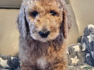 Goldendoodle dogs Goldendoodle Puppy 7 - Ad 23