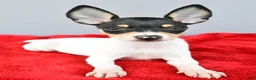 Toy Fox Terrier dogs for sale: Bridget - Ad 7