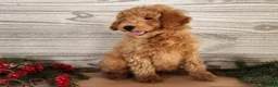 Mini Goldendoodle dogs for sale: Houston - Ad 5