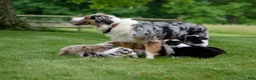 Australian Shepherd dogs for sale: Tipsy - Ad 7